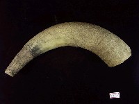 藏品(牛角化石)的圖片